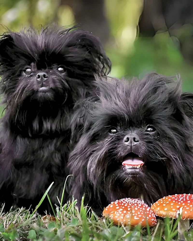 Affenpinscher