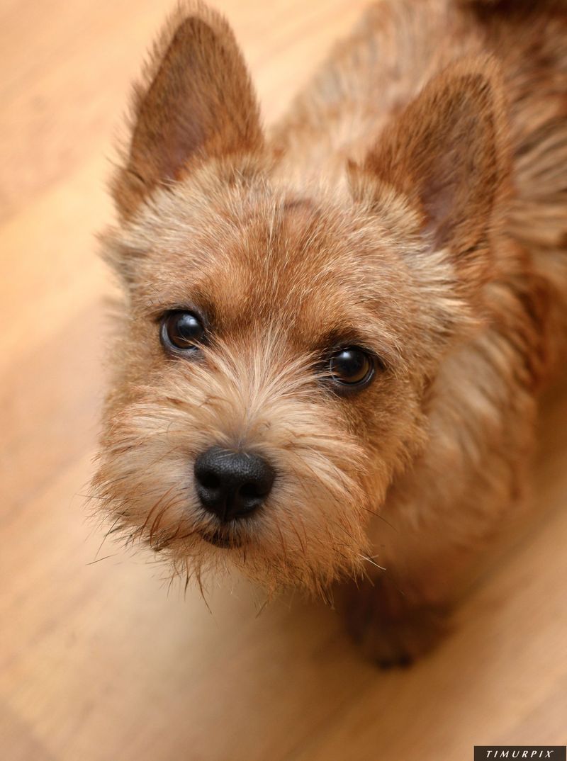 Norwich Terrier