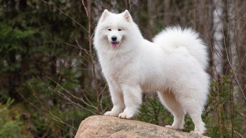 Samoyed