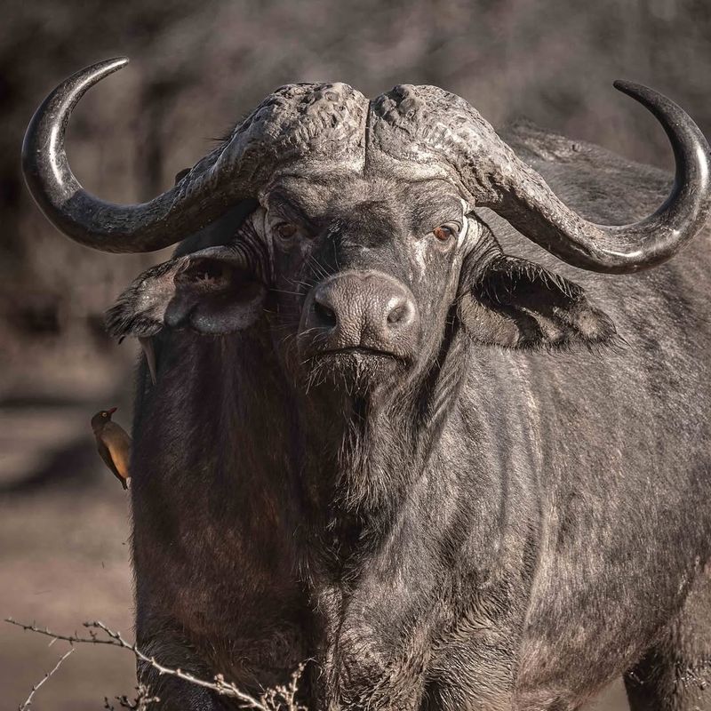 Cape Buffalo