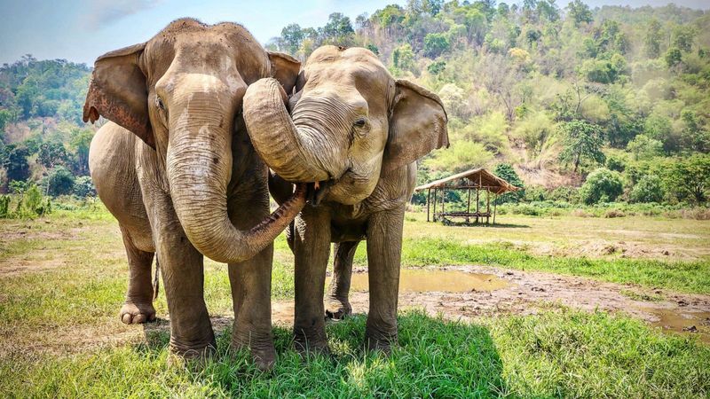 African Elephants
