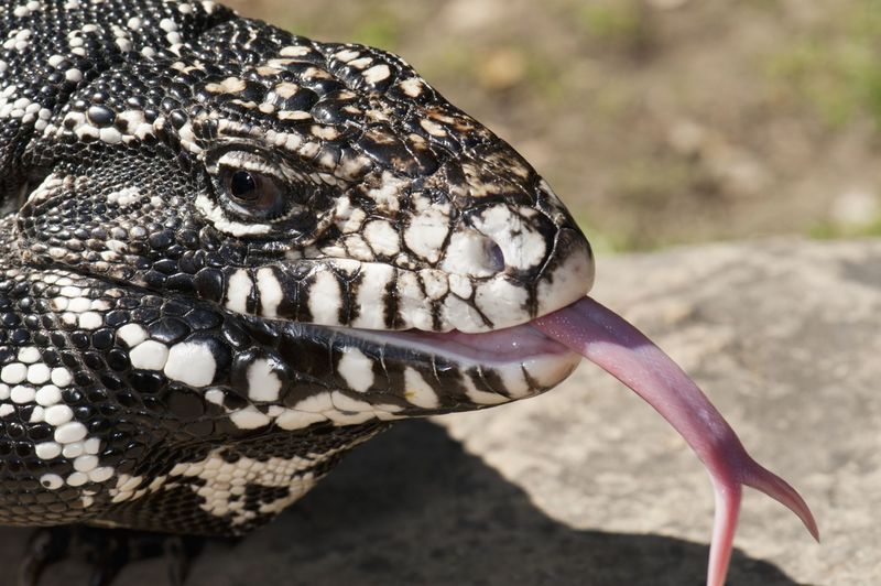 Argentine Black And White Tegu