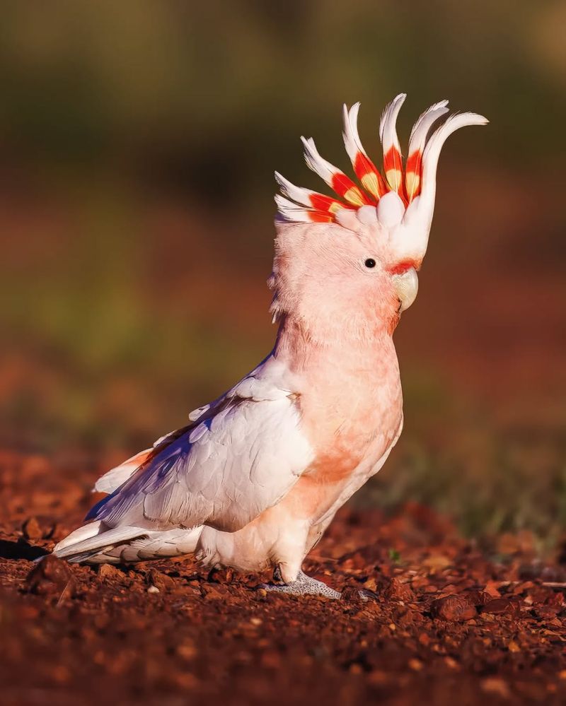 Cockatoo