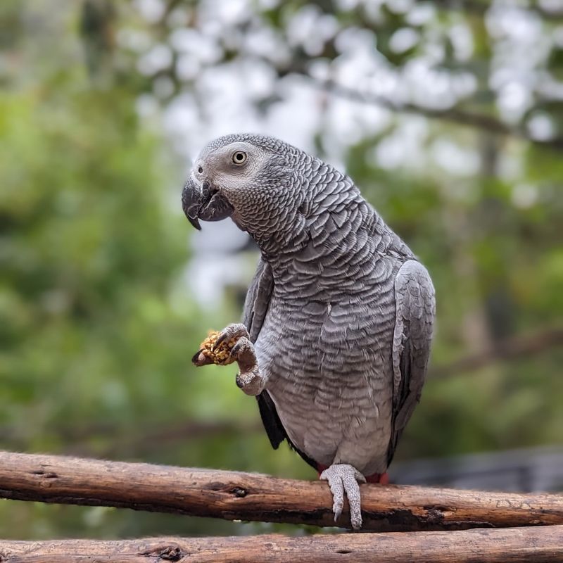African Grey Parrot