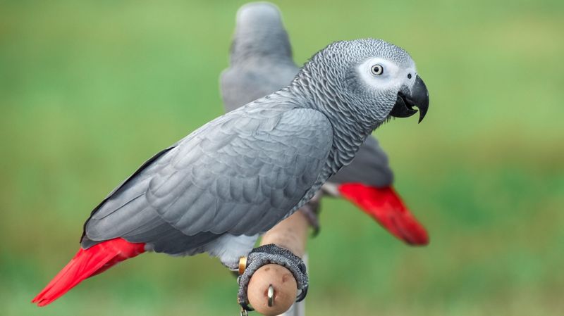 African Grey Parrot