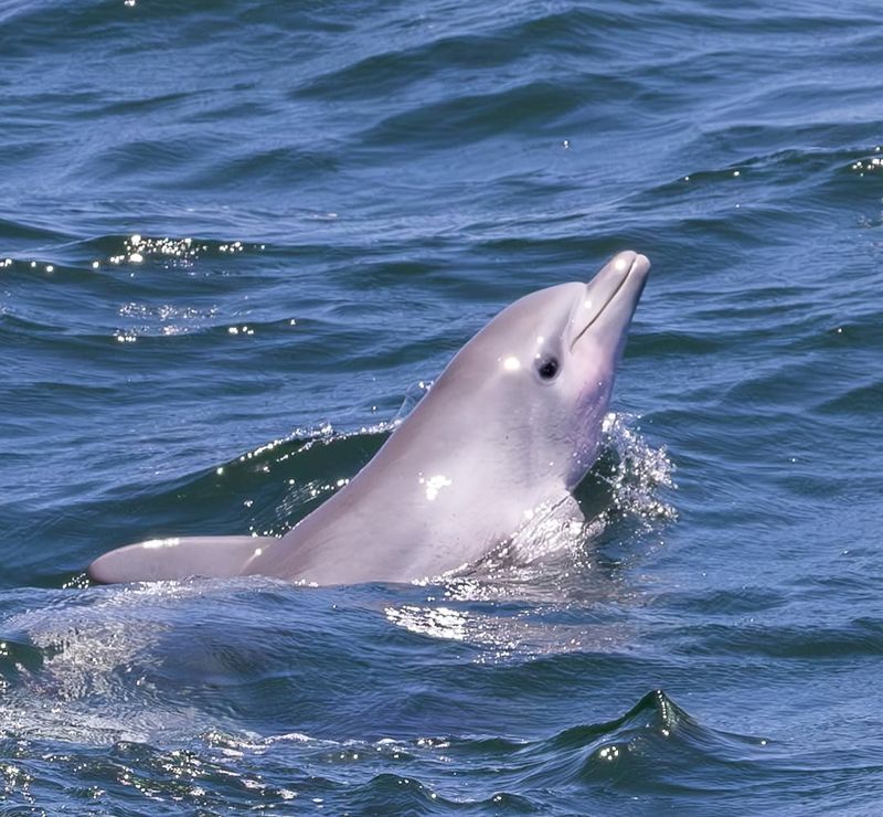 Bottlenose Dolphin