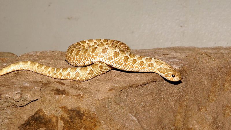 Western Hognose Snake