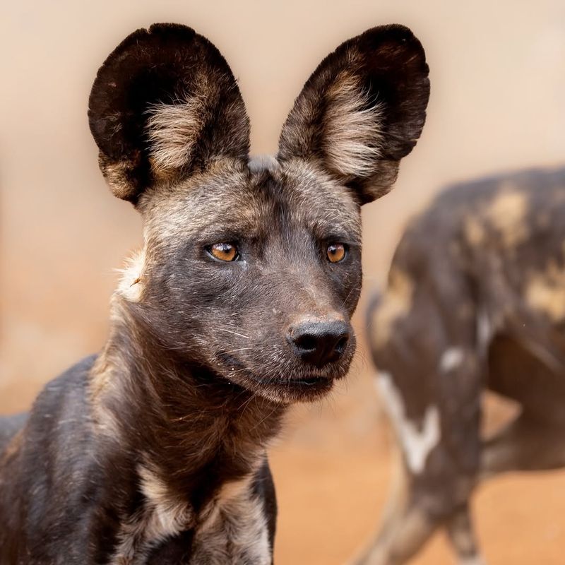 African Wild Dog