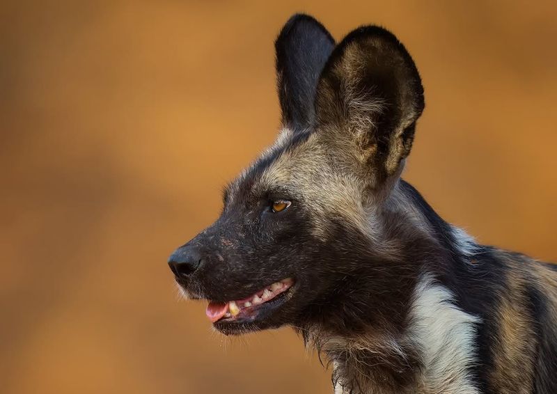 African Wild Dog