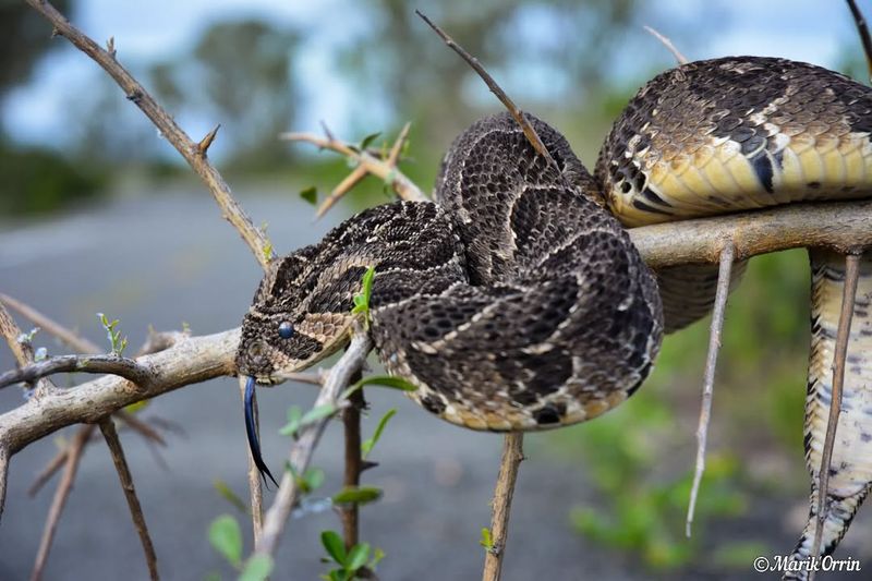 Puff Adder