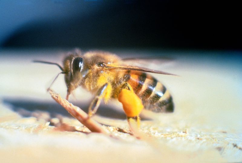 Africanized Honeybees