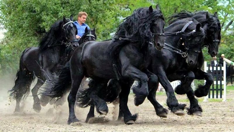 Friesian