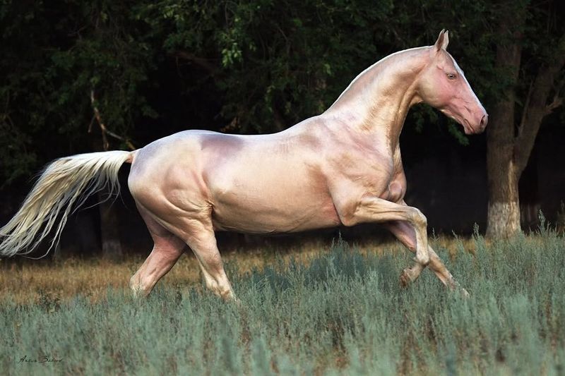 Akhal-Teke ($5,000 – $120,000)