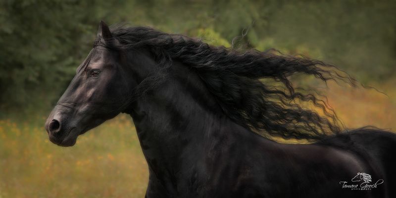 Friesian