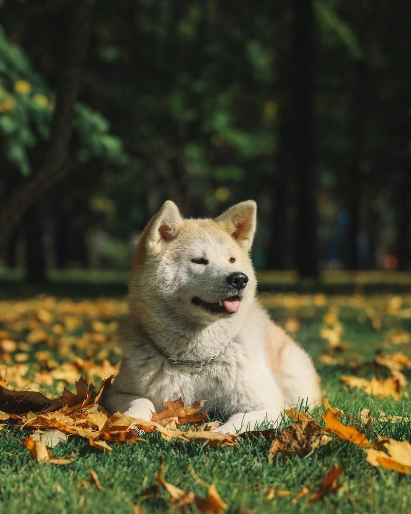 Akita