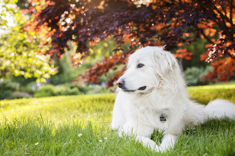 Great Pyrenees