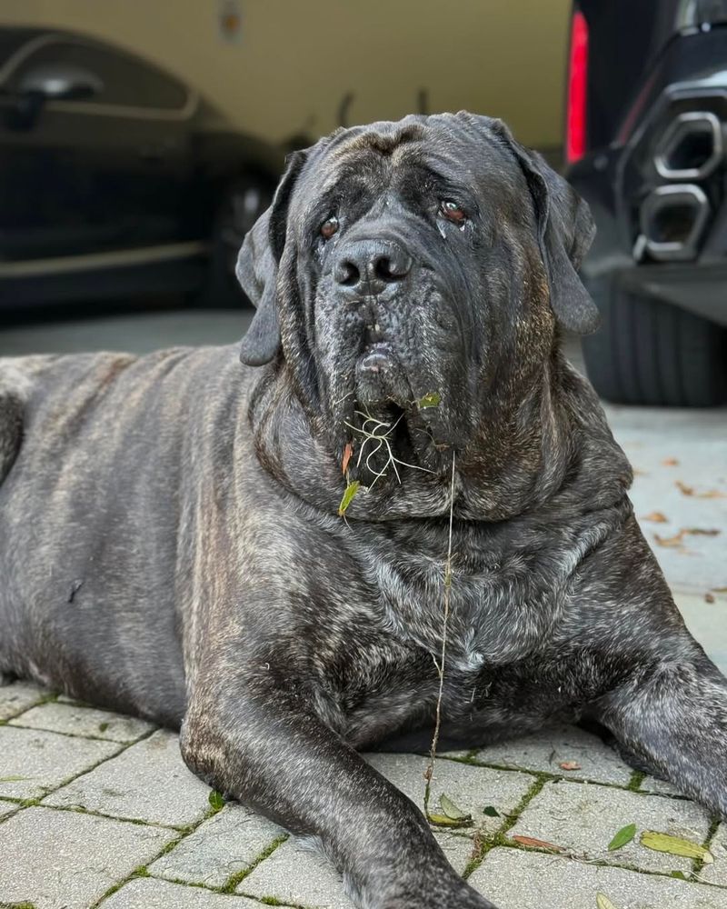 English Mastiff