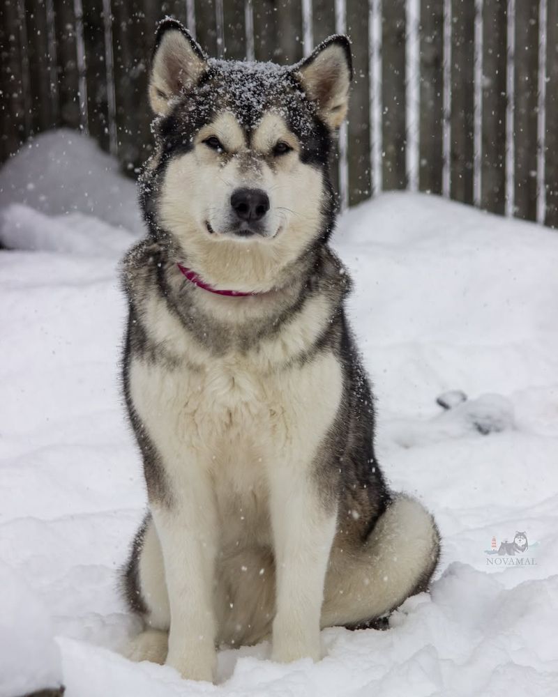 Alaskan Malamute