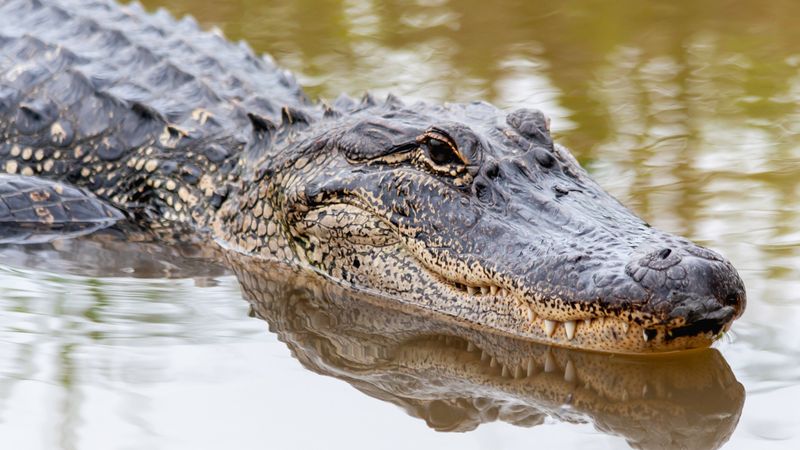 Alabama
