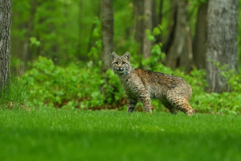 Minnesota's Northern Stalwart