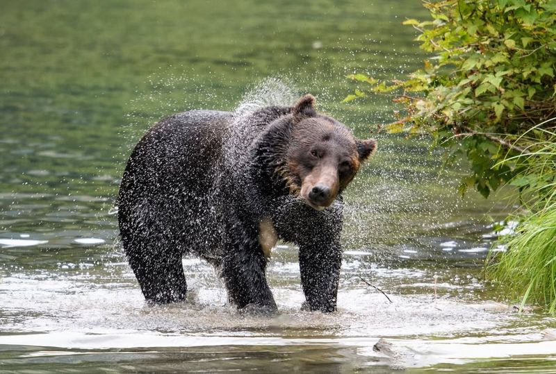 Alaska