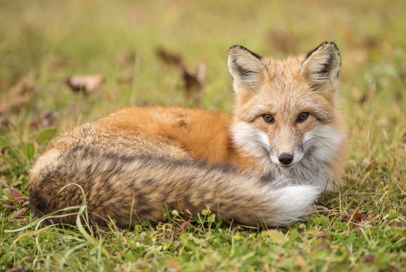 California - Sierra Nevada Red Fox