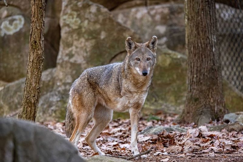 North Carolina: Home To The Rare Red Wolf