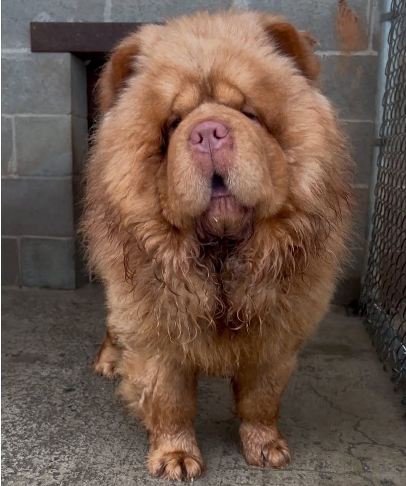 Chow Chow