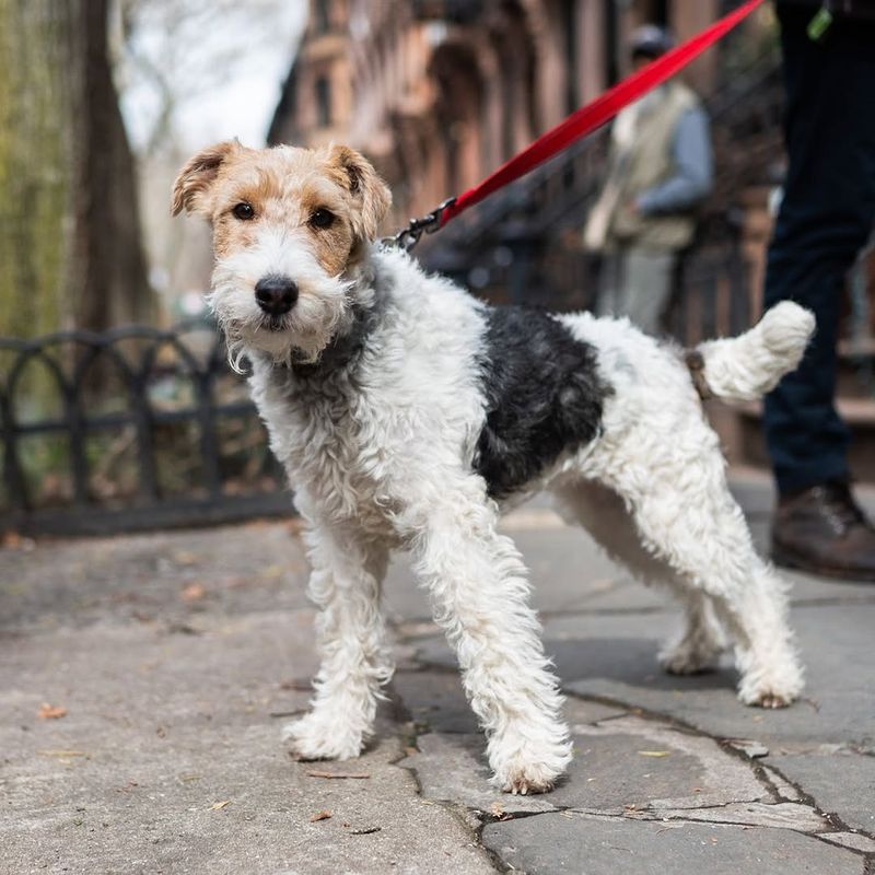 Wirehaired Fox Terrier