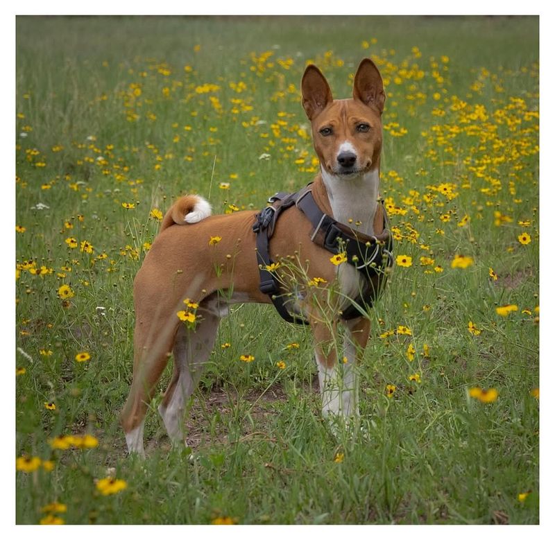 Basenji