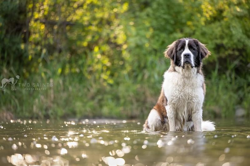 Saint Bernard