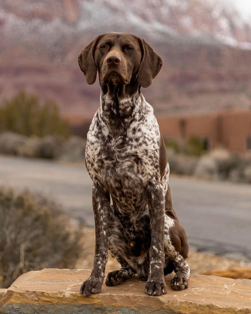 German Shorthaired Pointer