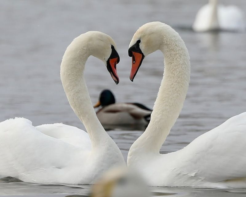 Swan Monogamy