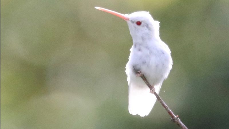 Albino Hummingbird