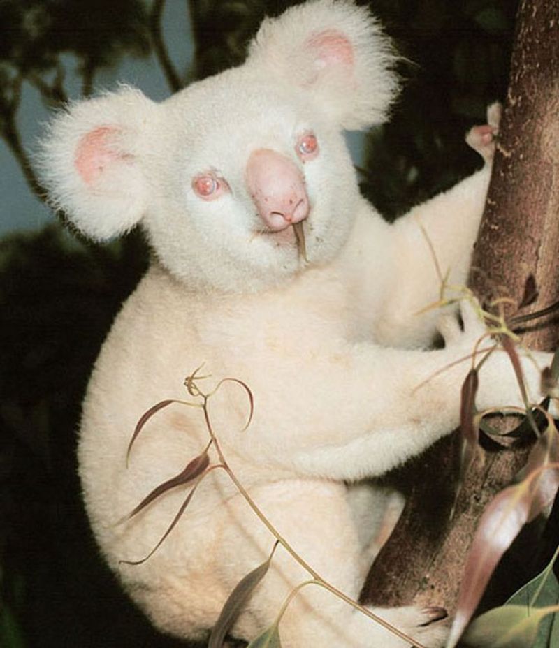 Albino Koala