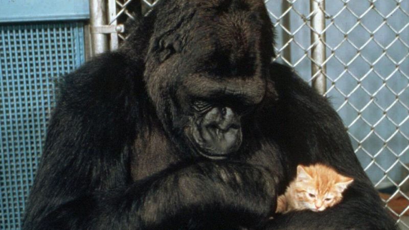 Koko The Gorilla's Sign Language