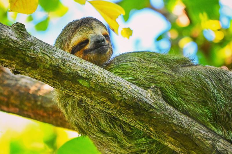 Algae And Sloth Fur