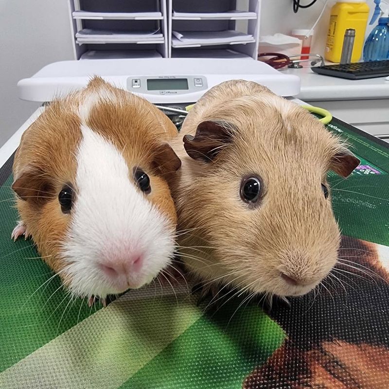 Guinea Pigs Don’t Need Veterinary Care