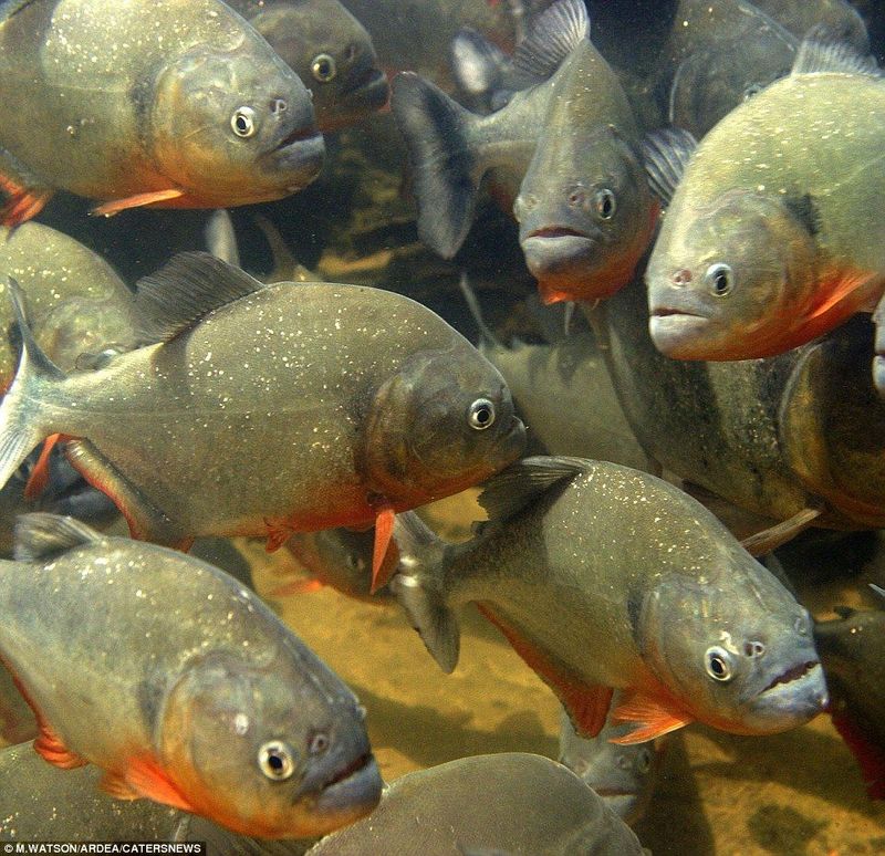 Piranhas Are Found All Over The World