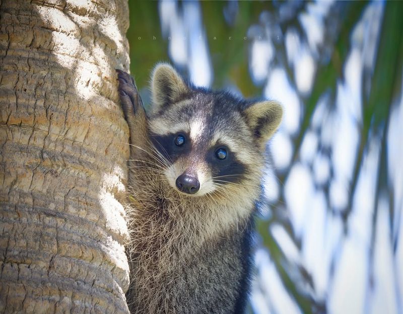 Raccoons Are Related To Rodents