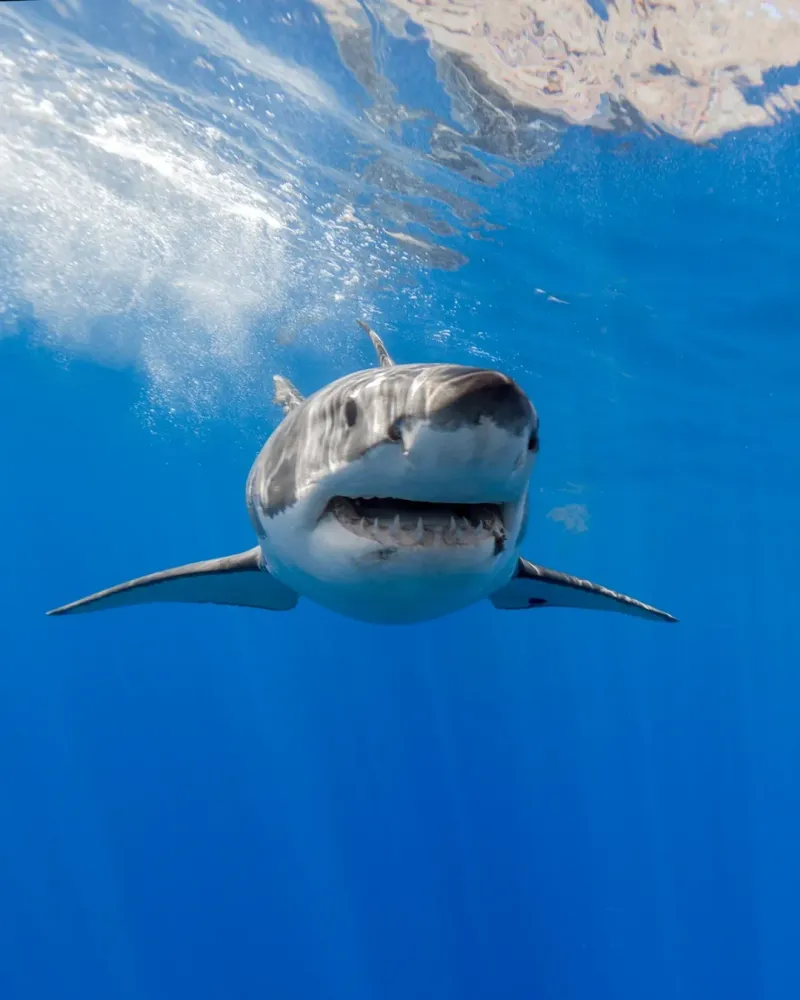 All Sharks Are Dangerous