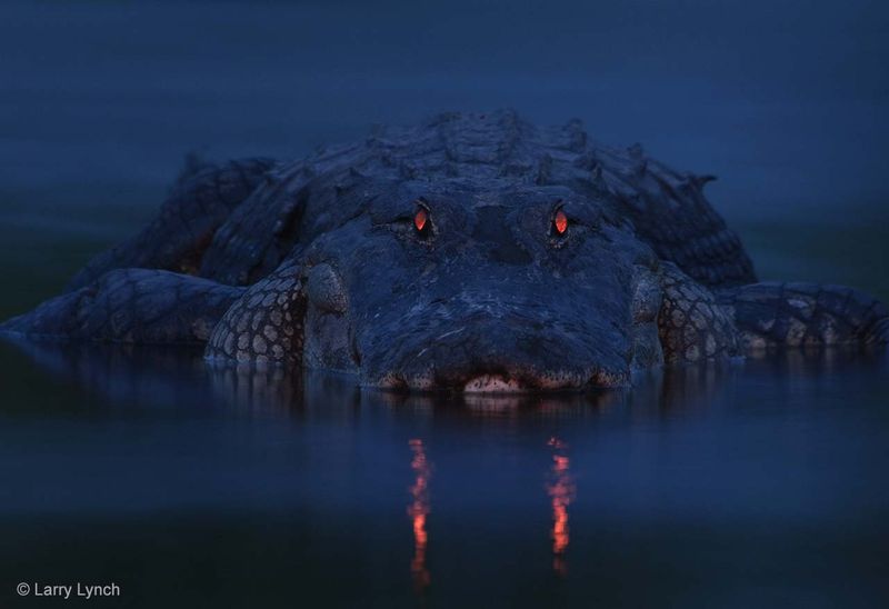 Alligator's Night Vision