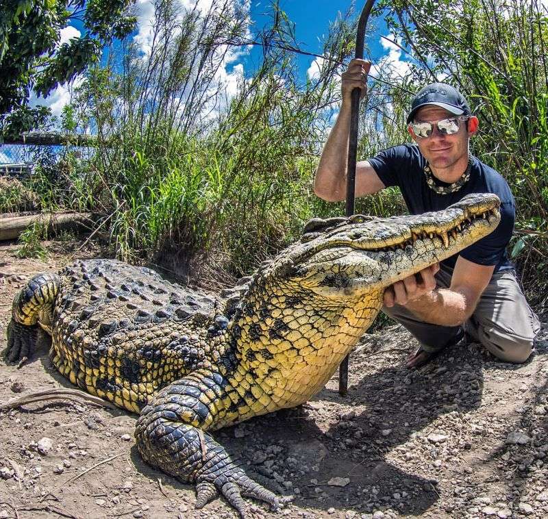 Alligator Role In The Ecosystem