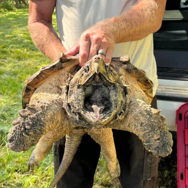 Alligator Snapping Turtle