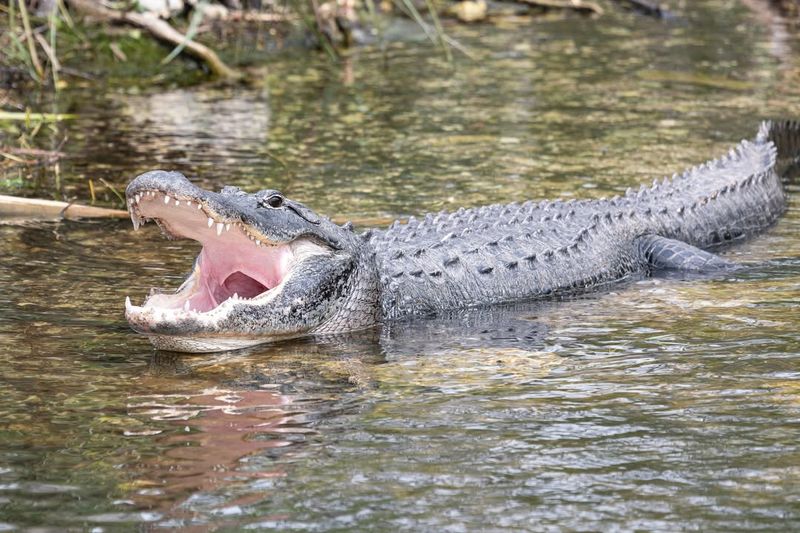 Alligators