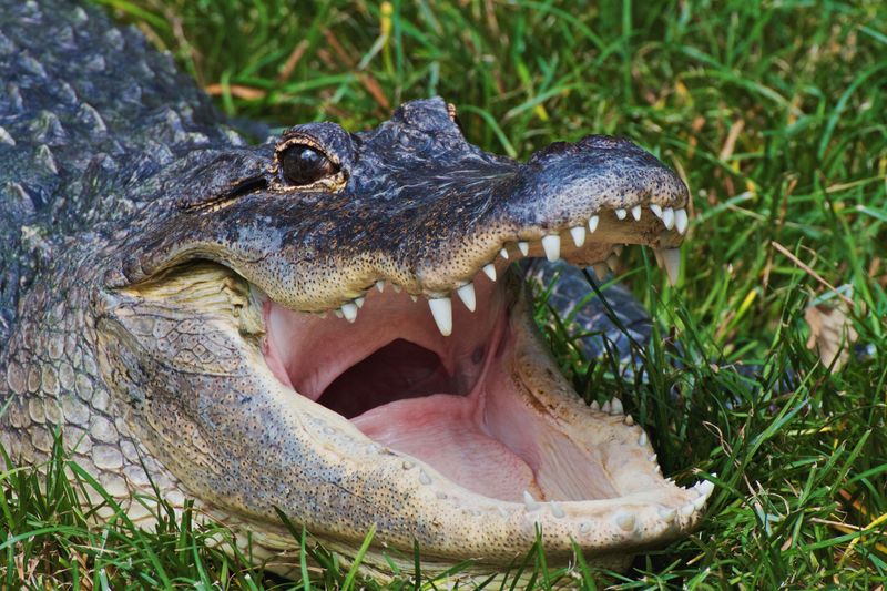 Alligators