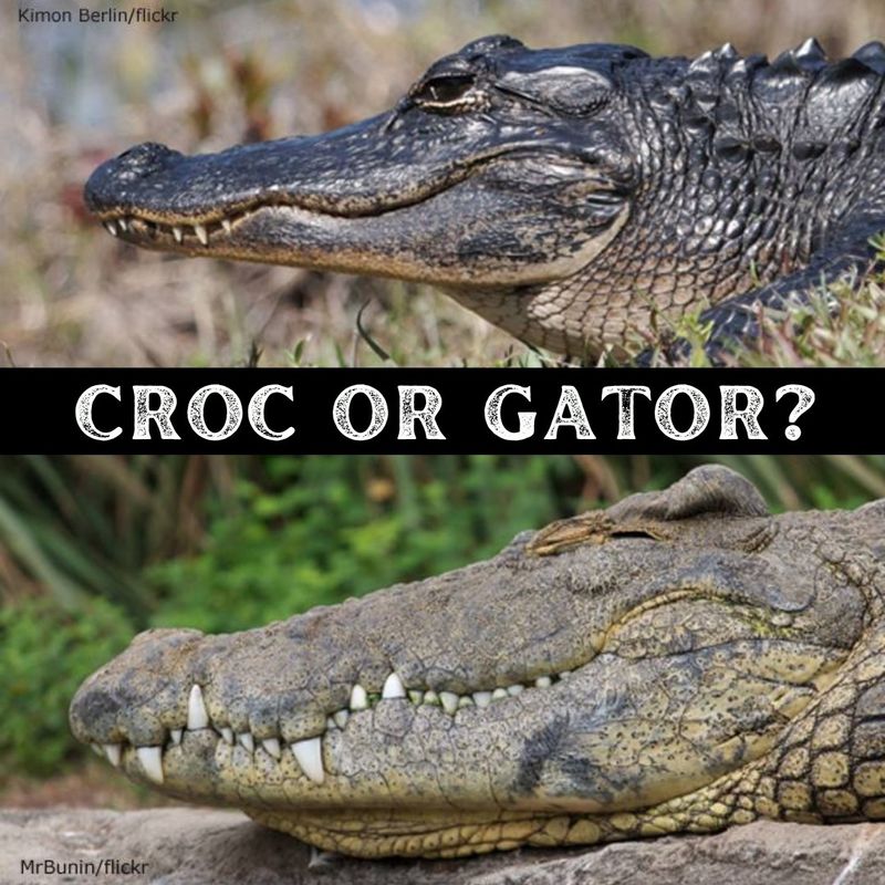 Alligators Vs. Crocodiles