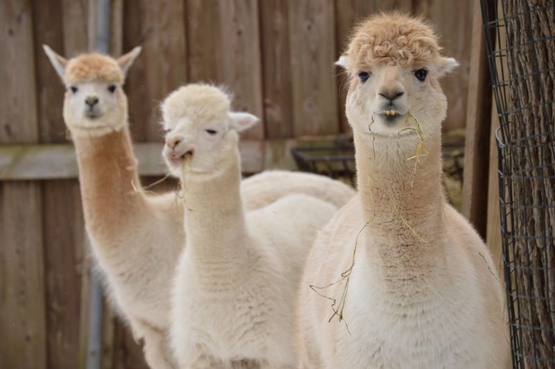 Alpaca