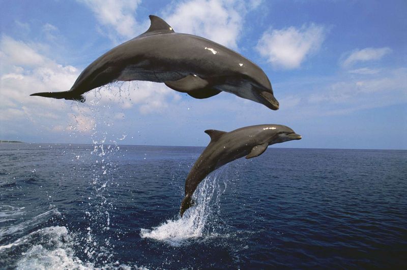 Altruistic Behavior Towards Other Species