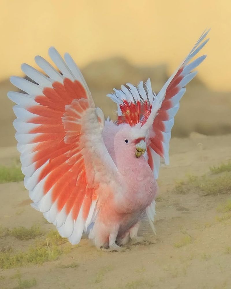 Cockatoo